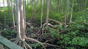 mangrove in marigot bay