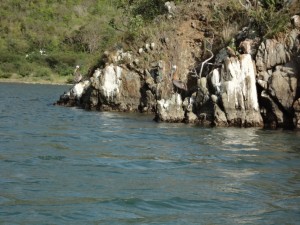 pelikanen zonnebaden op een eilandje